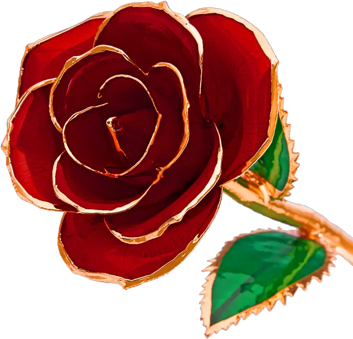 Fun Pics U0026 Images Gold Dipped Roses Steven Singer Png Real Rose Png