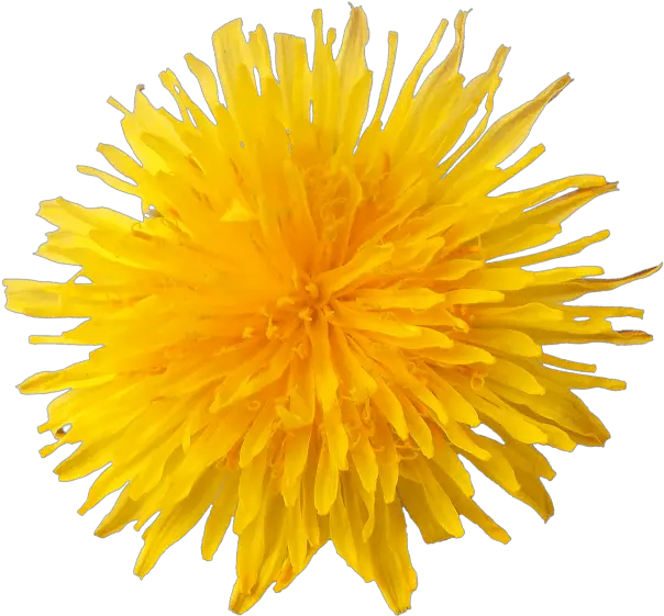 Dandelion Flower Transparent Png Dandelion Flower Png Vector Yellow Flower Transparent Background