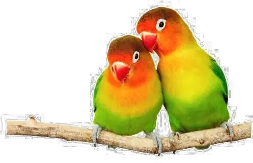 Bird Png Images Transparent Background Play Love Birds Png Parrot Transparent Background