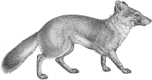 Vulpes Littoralis Transparent Gray Fox No Background Png Images With Transparent Background