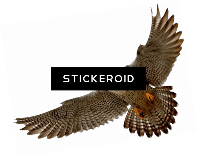 Download Falcon Png 11 Rh Stickeroid Com Cute Sad Peregrine Falcon Transparent Background Falcon Png