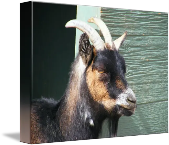 Goat Head Shot By Ramona Almanza Goat Png Goat Head Png