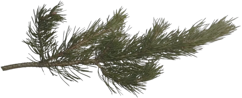 Pin Pine Branch Transparent Png Tree Limb Png