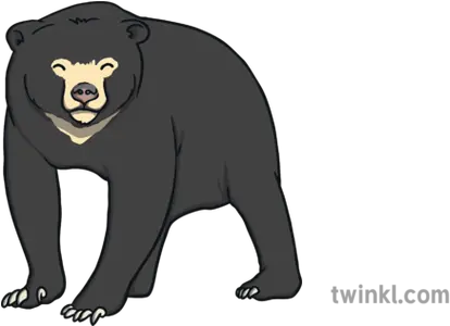 Sun Bear Animal Bears Animals Ks1 American Black Bear Png Bears Png