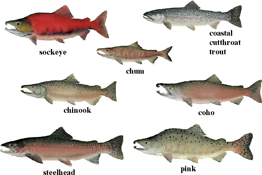 Salmon 01 Transparent Wild Salmon Fish Png Salmon Png