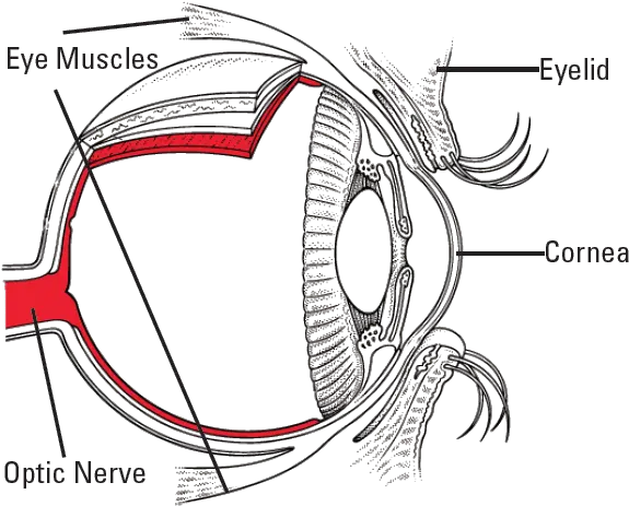 Thyroid Eye Disease Prevent Blindness Png Transparent