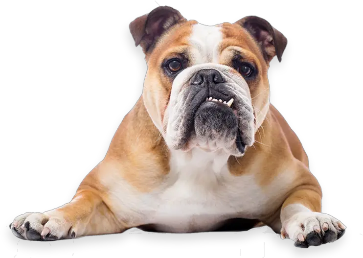 Toy Bulldog French American English Bulldog Png Bulldog Transparent Background