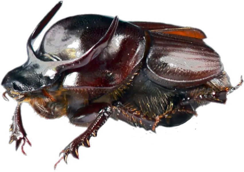 Download Dung Beetle Transparent Png Cockroach Full Size Onthophagus Taurus Cockroach Png