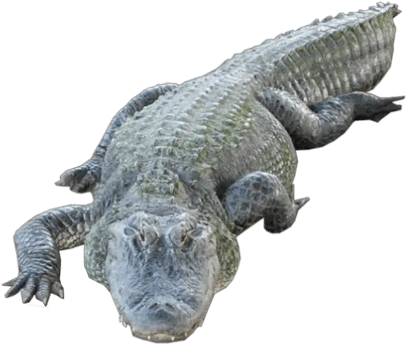 Free Transparent Png Images On Crocodile