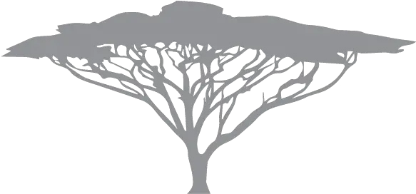 Africa Png Picture Umbrella Thorn Acacia Africa Png