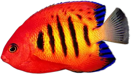 Coral Reef Angelfish Transparent Flame Angelfish Png Coral Transparent