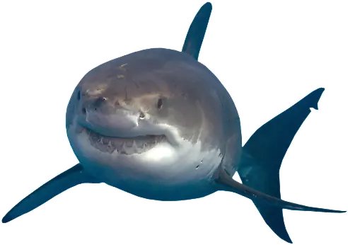 Transparent Png For Designing Purpose Shark Transparent Background Shark Transparent Background