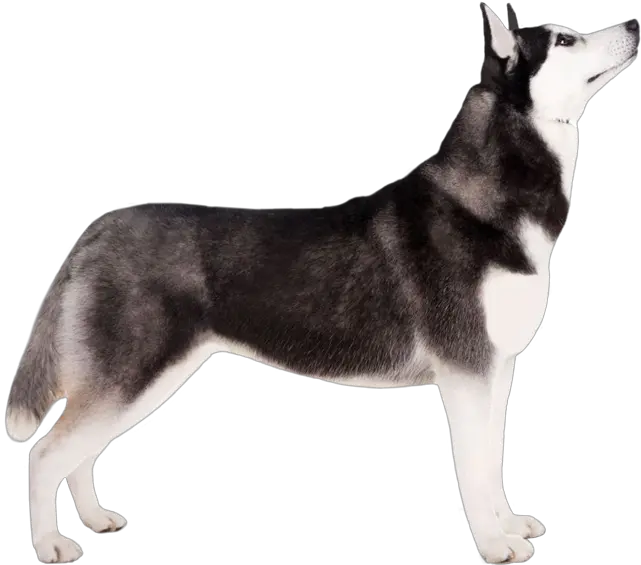 Siberian Husky 19 Oct 2018 Husky Dog Standing Png Husky Png