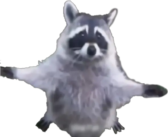 Download Hd Raccoon Transparent Png Image Nicepngcom Raccoon Transparent Raccoon Transparent Background