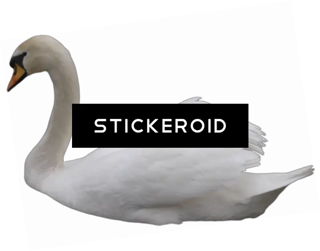 Download Black Swan Tundra Swan Png Image With No Tundra Swan Swan Png