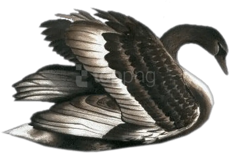 Swan Png Images Free Png Library Transparent Black Swan Swan Png