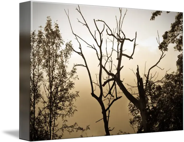 Foggy Tree Silhouette By Amber Watson Williams Tree Png Trees Silhouette Png