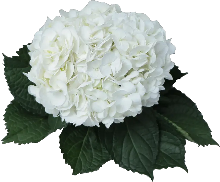 Hydrangea Transparent White Picture 1105508 Hydrangea Flower White Png Hydrangea Png