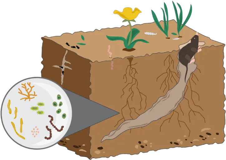 Soil Health Rodale Institute Healthy Soil Png Soil Png