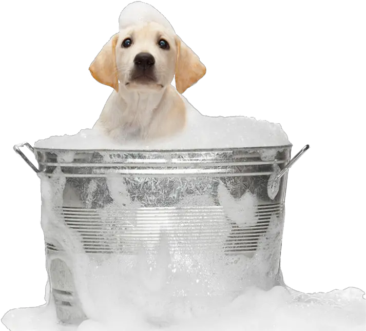 Dog Bath Png Image Dog In Bath Png Bath Png