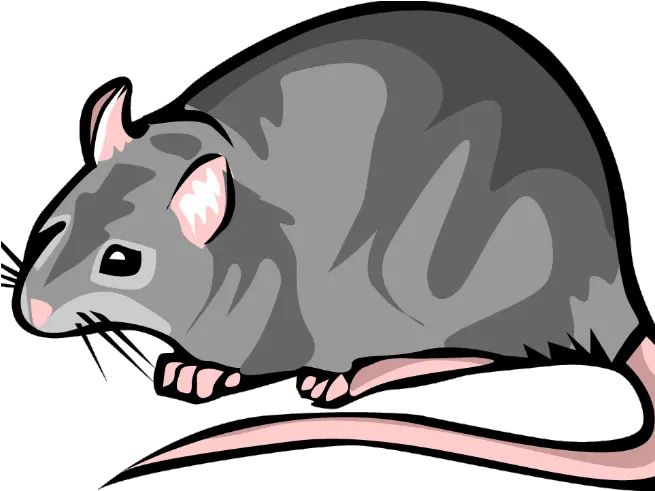 Rat Transparent Background Easy Rat Clipart Png Rat Transparent