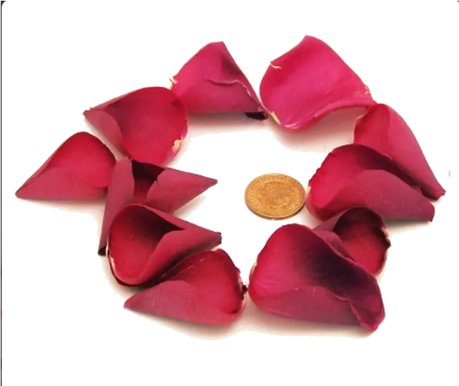 Rose Petals Rose Png Rose Petals Png