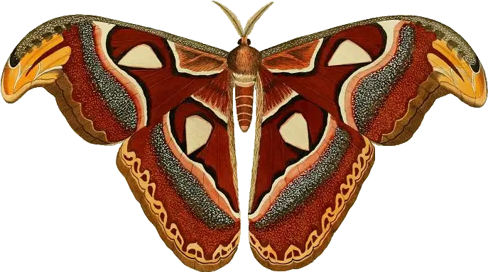 Download Attacus Atlas Ill Atlas Moth Transparent Background Png Moth Png