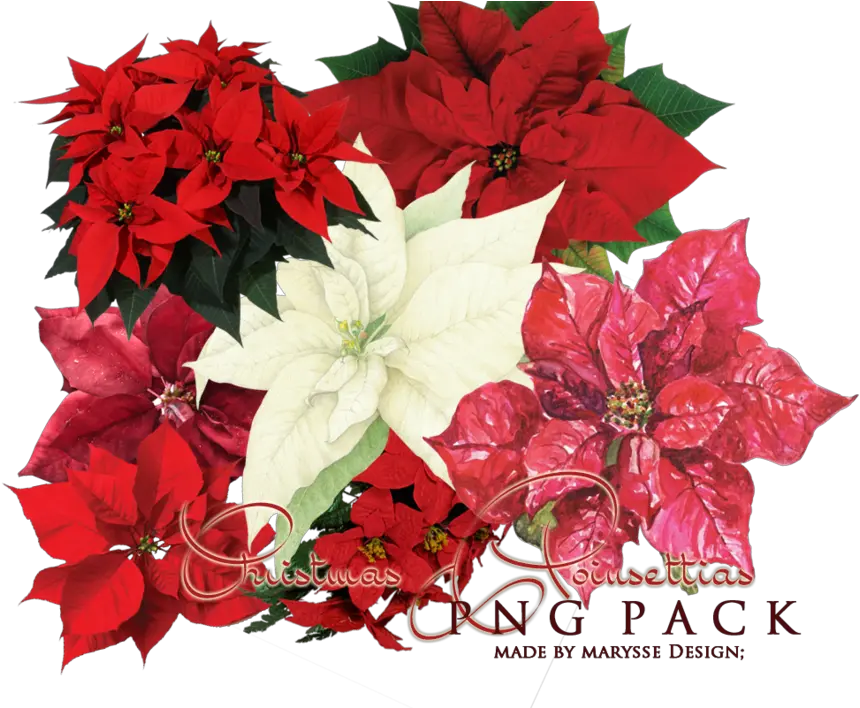 Poinsettia Transparent Images Png Arts Poinsettia Flower Poinsettia Png