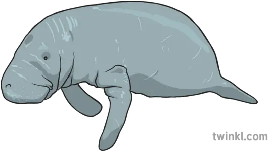 Ks1 Manatee Illustration Dugong Png Manatee Png