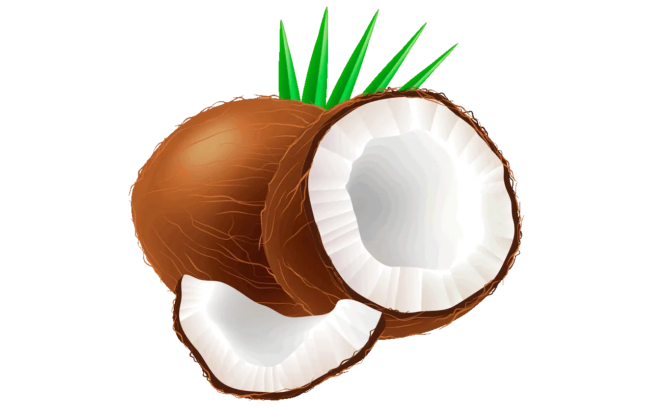 Coconut Clipart Transparent Background Coconuts Clipart Png Coconut Png