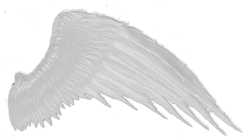 Wings Png White Wings Png Wings Png