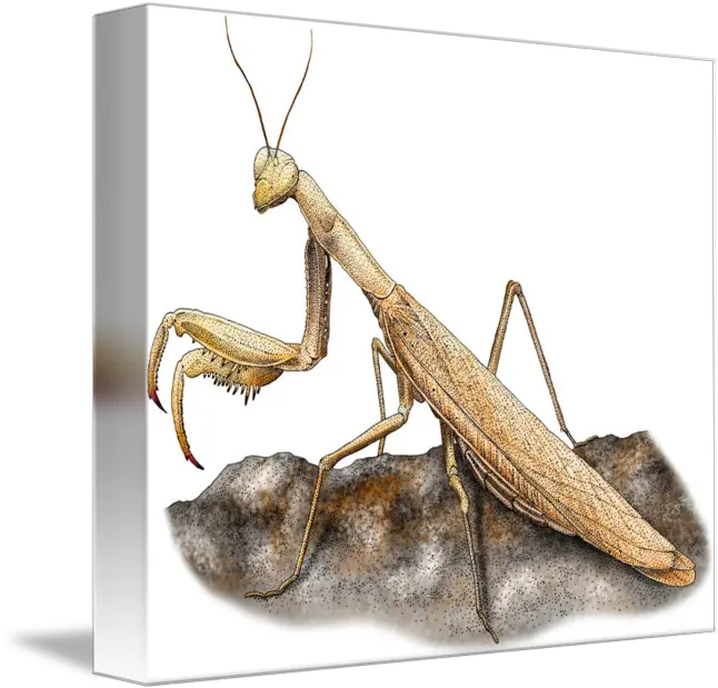 Praying Mantis By Roger Hall Insect Png Praying Mantis Png