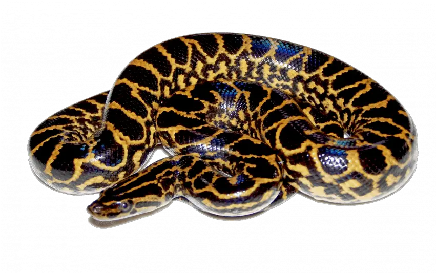 Anaconda Snake Png Transparent Image Png Image Free Green Anaconda Png Snake Png