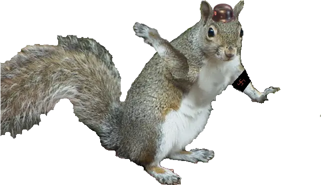 Gray Squirrel Uncyclopedia The Contentfree Encyclopedia Fox Squirrel Png Squirrel Transparent