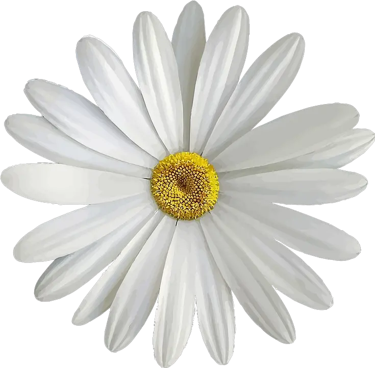 Marguerite White Bloom Margarita Flor Png Margarita Png