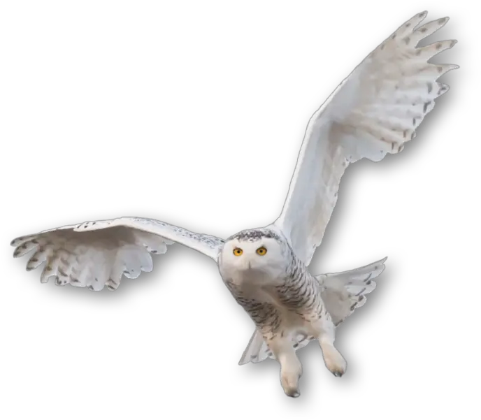 Nor Snow Affects Their Watch Snowy Owl Png Owl Transparent