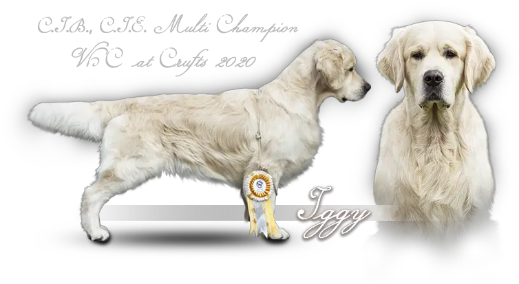 Golden Retriever Camians Golden Retriever Png Golden Retriever Transparent