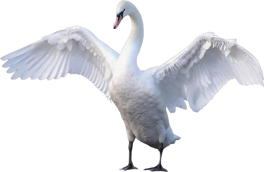 Swan Transparent Swan Png Transparent Swan Png