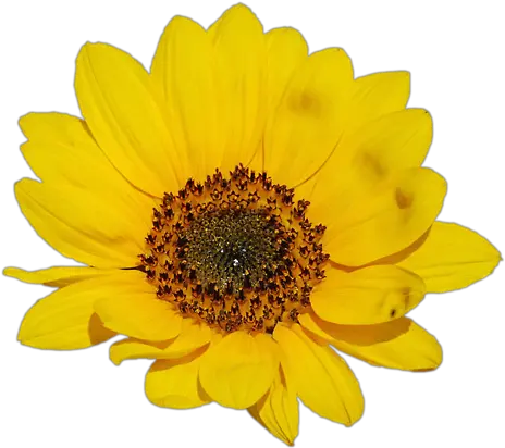 Download Go To Image Png Sunflower