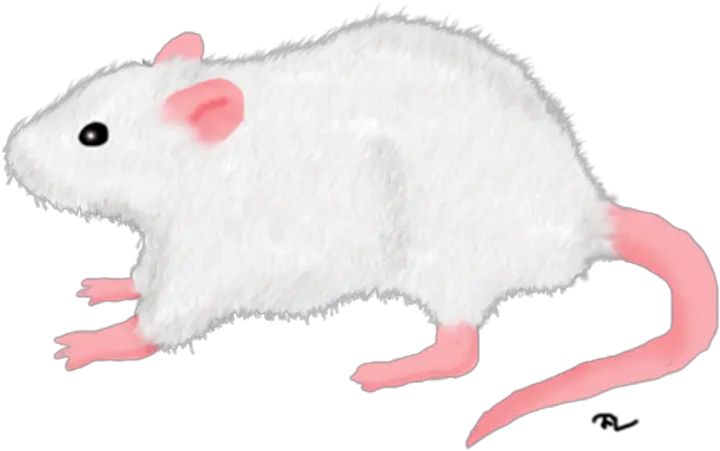 White Rat Png 1 Image White Rat In Png Rat Transparent