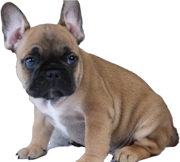 French Bulldog Puppy Transparent French Bulldog Puppy Png Bulldog Transparent