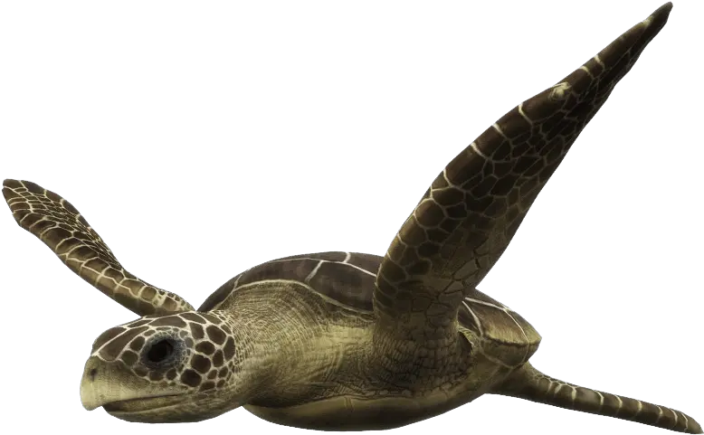 Ocean Literacy Camps Sea Kayak Hong Kong Loggerhead Sea Turtle Png Turtle Transparent