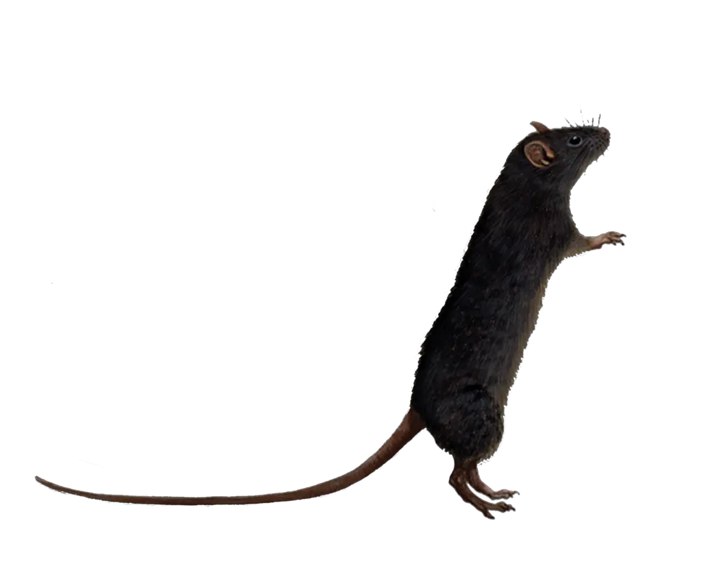 Transparent Background Rat Clipart Transparent Background Rat Clipart Transparent Png Rat Transparent Background