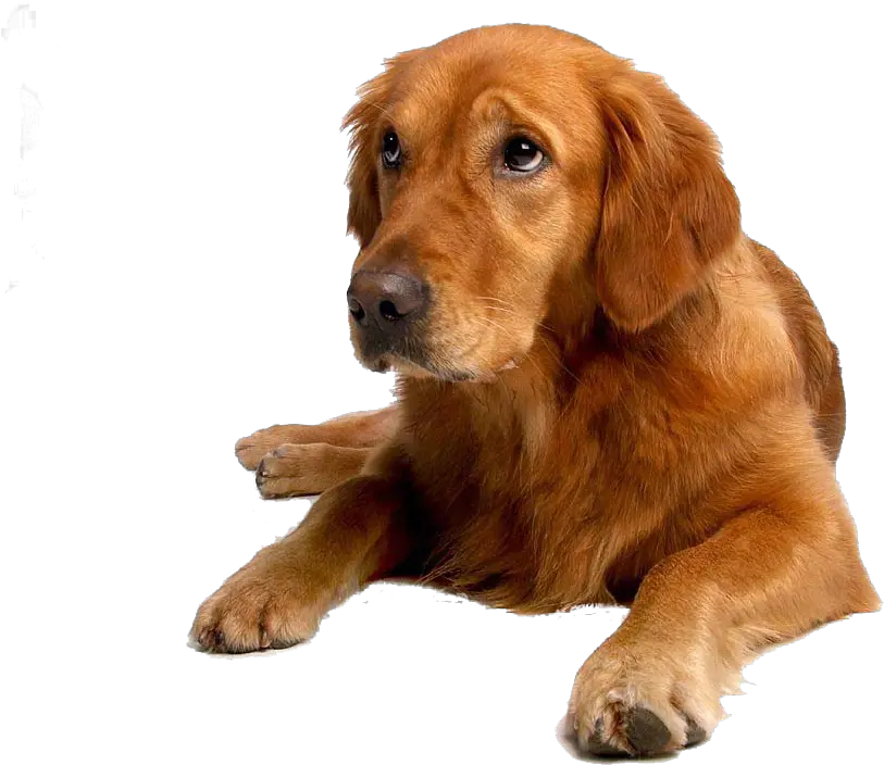 The Golden Retriever Club Of Greater Toronto U2013 Promoting Golden Retriever Puppy Labrador Png Golden Retriever Transparent