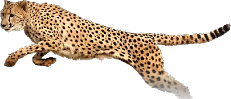 Download Hd Free Png Cheetah Images Transparent Transparent King Cheetah Cheetah Png