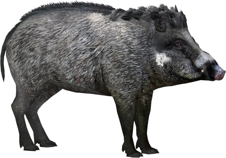 Wild Boar Peccary Visayan Warty Pig Visayan Warty Pig Png Hog Png