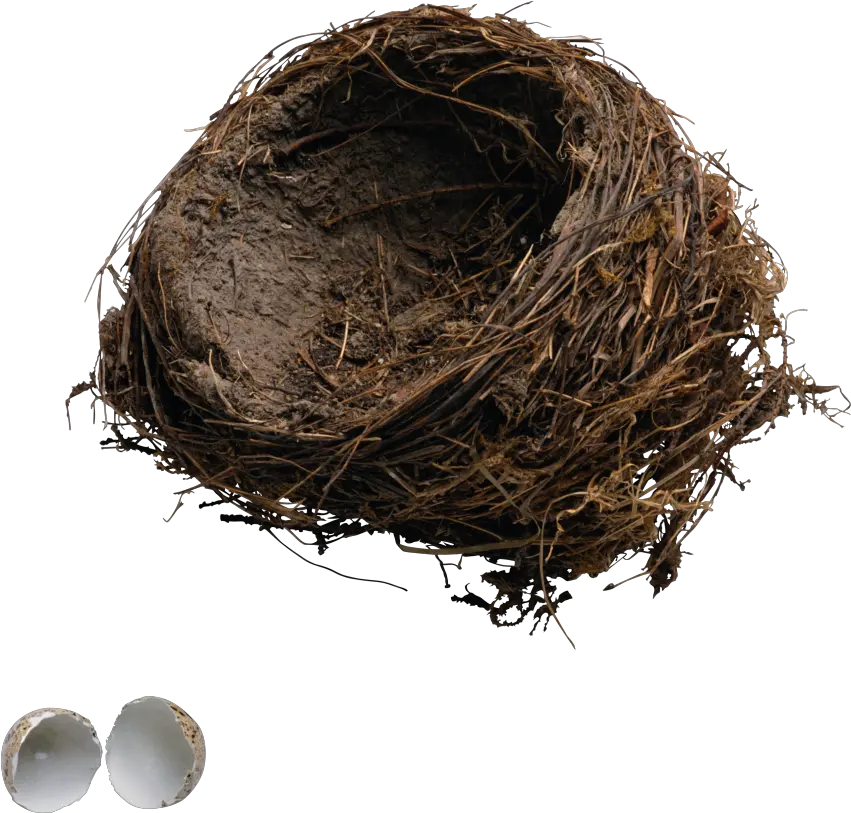 Nest Png 13 Png 8755 Free Png Images Starpng Egg Break In A Nest Bird Nest Png