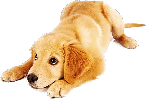 Dog School Golden Retriever Png Puppy Png