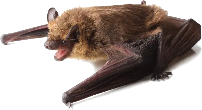 Bats East Tennesseeu0027s Favorite Flying Mammal City Of Get A Bat Out Of Your House Png Bat Transparent