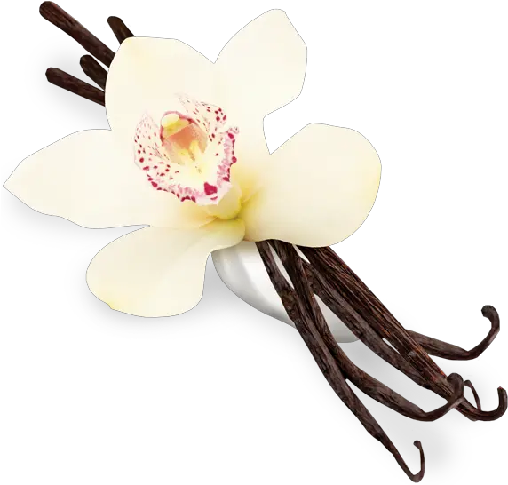 Flower Png Vanilla Png Transparent Vanilla Png